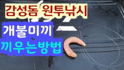 감성돔 원투낚시 개불미끼 깨끗하게 끼우는 방법