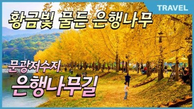 충북 괴산 문광저수지 은행나무길 국내 3대 은행나무길 가을여행 가볼만한곳