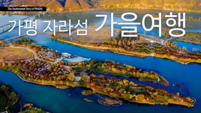 서울근교 가평 자라섬 가을 꽃축제, 북한강 여행 데이트코스 가볼만한곳 추천