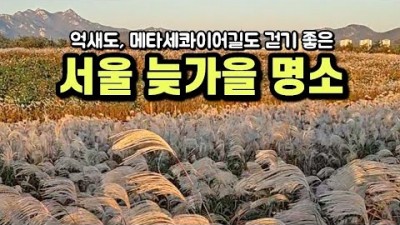 서울 가을 명소 하늘공원 메타세콰이터길과 억새풀 서울근교 가을여행 갈만한곳