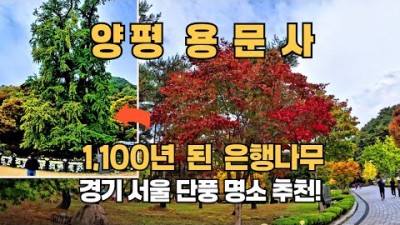 서울근교 단풍여행 명소, 양평 용문사 은행나무 가을단풍 여행 산책하기 좋은 곳 가볼만한곳
