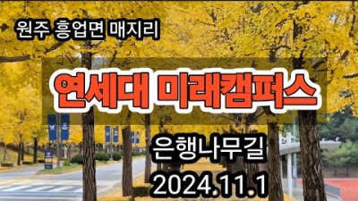 원주 연세대 미래캠퍼스 가을 은행나무길 명소 가볼만한곳