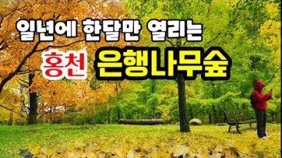 가을 홍천은행나무숲길 일년에 한달만 열리는 가을 은행나무숲 가볼만한 가을여행지 추천