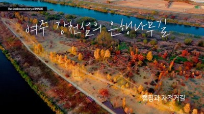 여주 강천섬 은행나무길 서울근교 남한강 여행 가볼만한곳